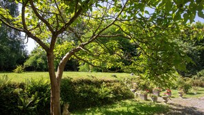 A garden with a large tree, a hedge, and potted plants.
