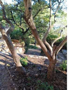 A tree with multiple trunks and branches in a natural setting. - House Les Ribas (Le Cannet-des-Maures)
