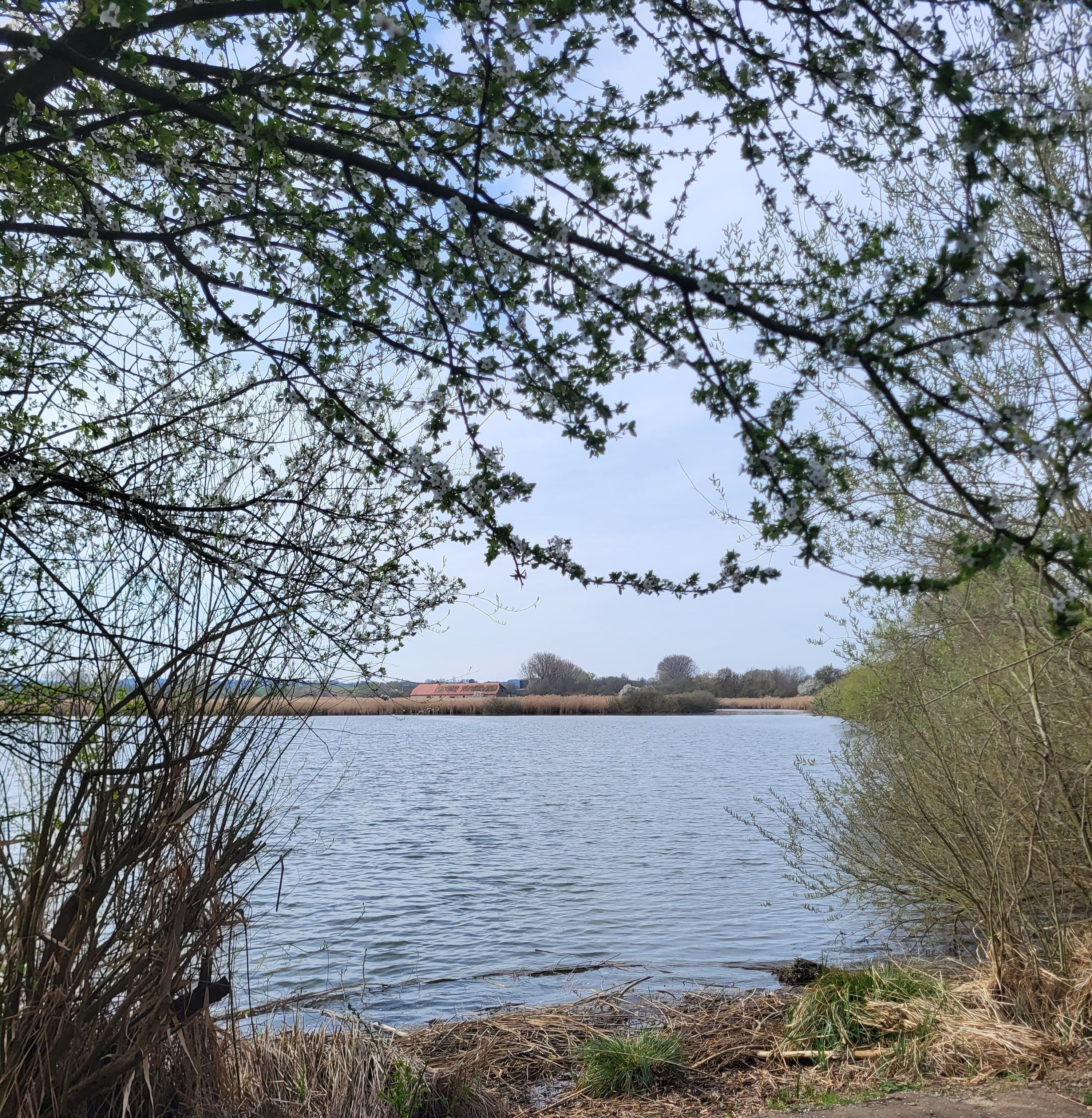 Naturschutzgebiet Reinheimer Teich