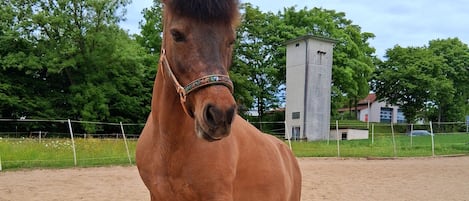 Un cheval se tient sur une plateforme dans une arène en plein air, avec une clôture, des arbres et des bâtiments en arrière-plan.