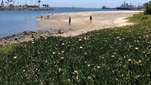 Ein Strand mit sandigem Ufer, blauem Himmel und einem Schiff im Hintergrund.