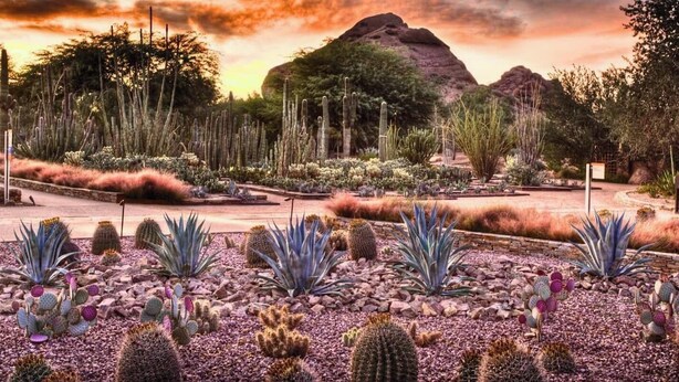 Um jardim no deserto com diversos cactos e suculentas, um caminho pavimentado e uma montanha ao fundo.