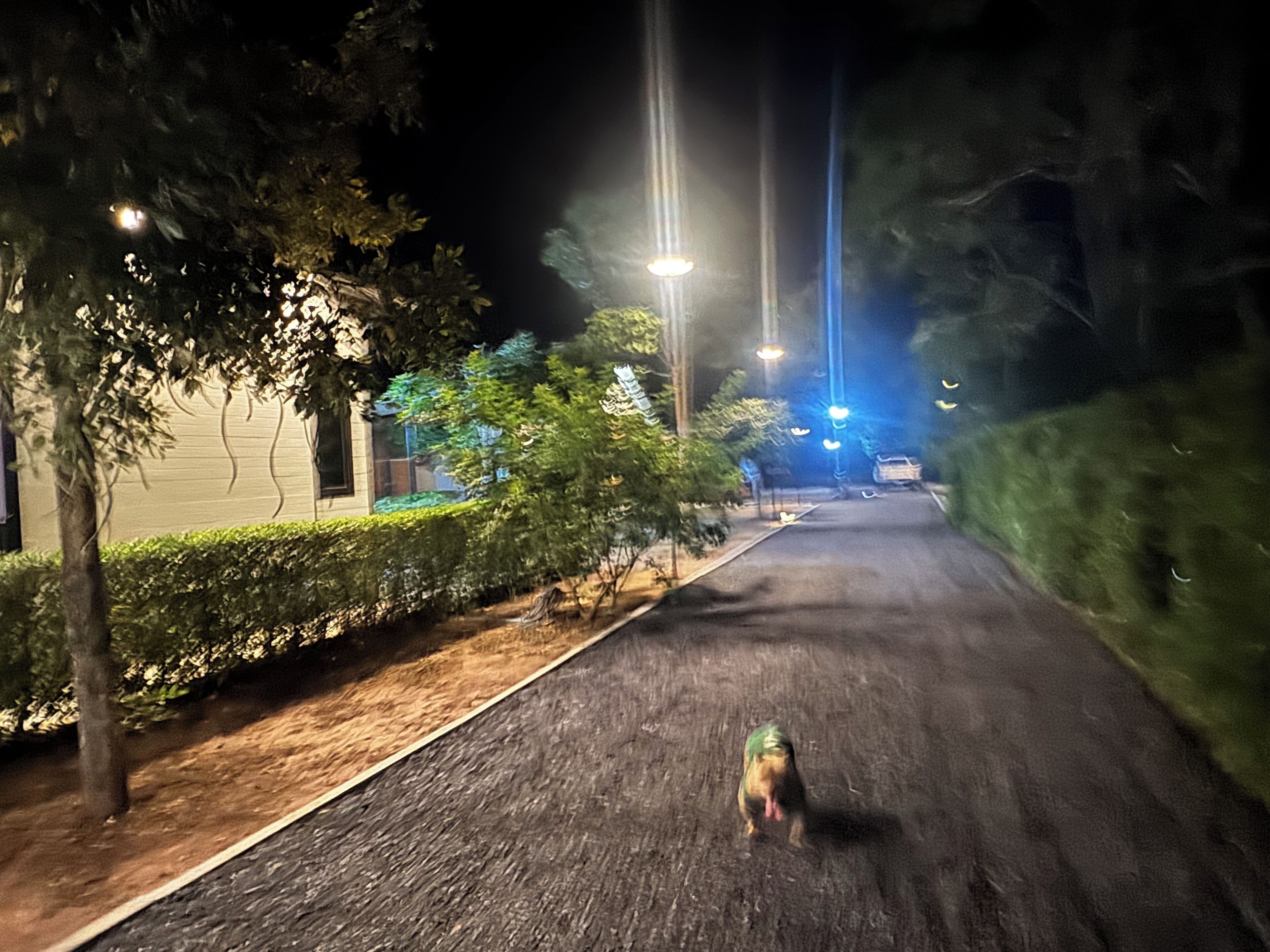 Una calle iluminada de noche con un perro caminando por la vía.