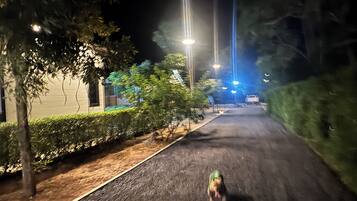 Una calle iluminada de noche con un perro caminando por la vía.