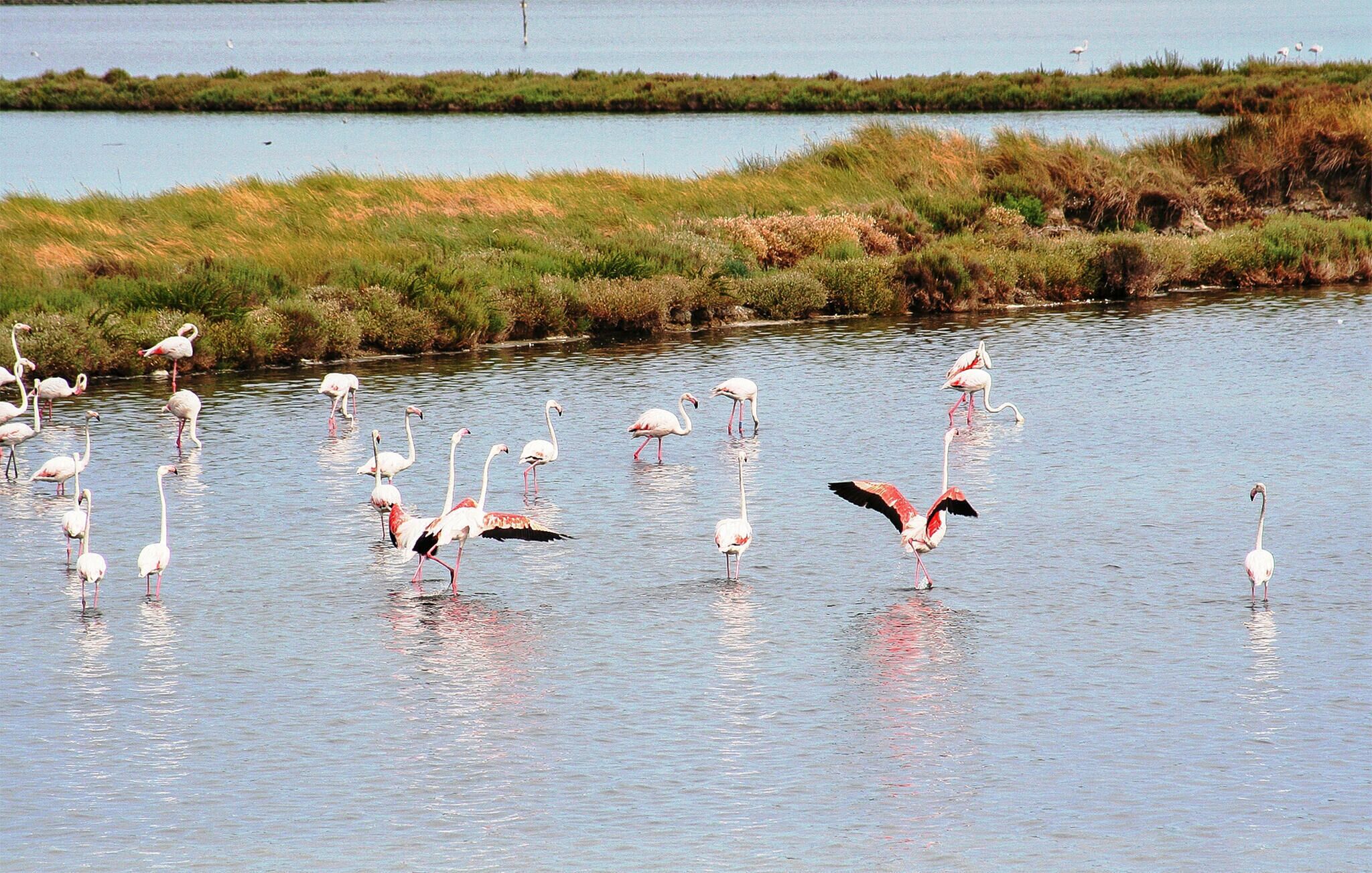 Een groep flamingo's in ondiep water met een gras- en vegetatierijk oever.