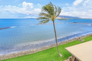 A beach with a palm tree, clear blue water, and a stone wall. - Oceanfront and beach front - Menehune Shores 411 (Kihei)