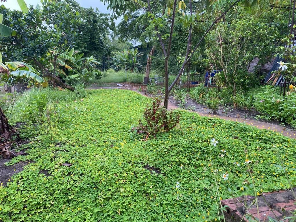 A lush garden with a variety of plants and trees, a brick pathway, and a small pond.