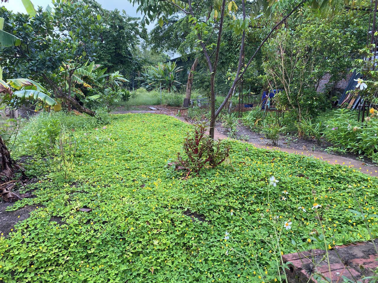 A lush garden with dense green foliage and a variety of plants.