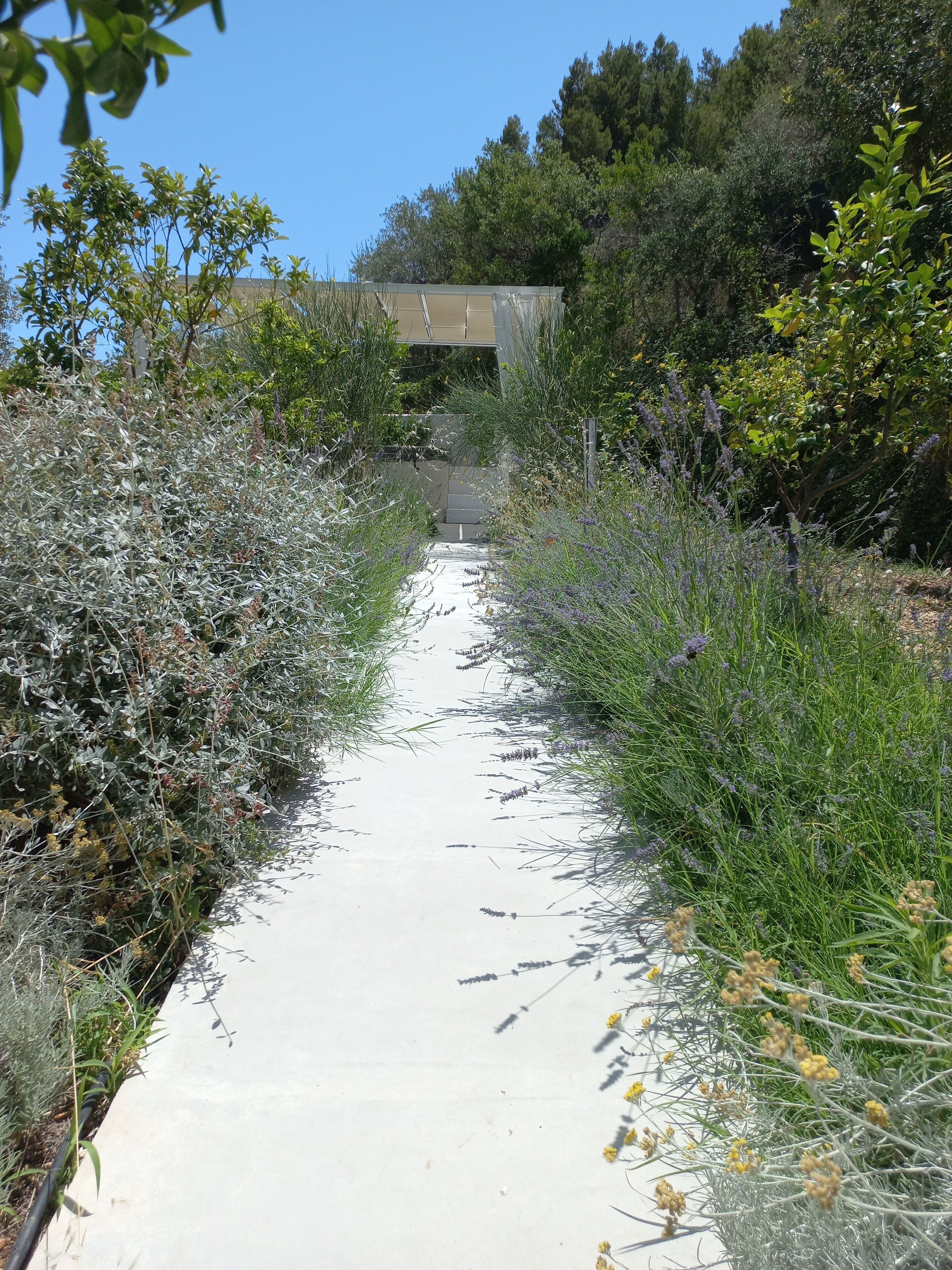 A pathway flanked by dense vegetation and a building in the background.
