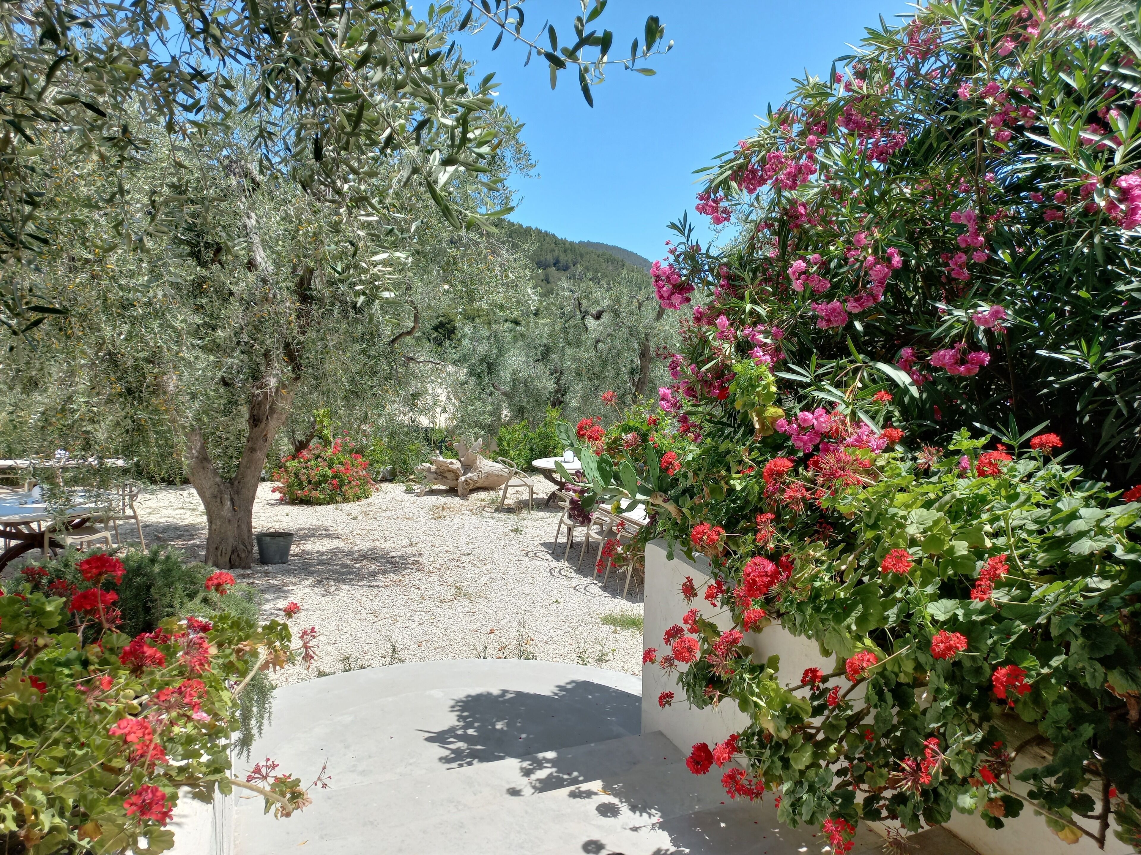 An outdoor seating area with tables and chairs, surrounded by olive trees and flowering plants.