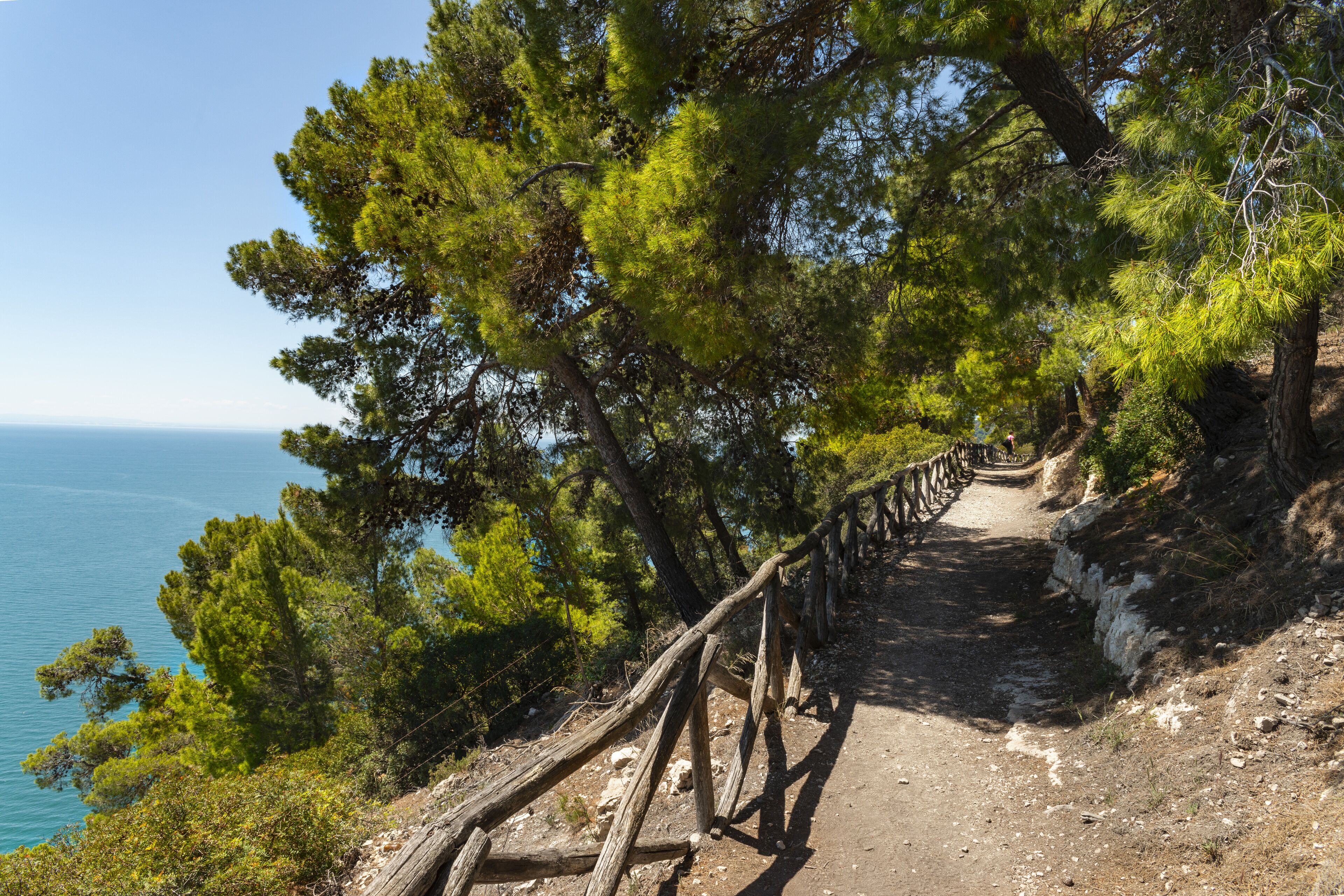 A dirt path with a wooden fence, surrounded by pine trees, leading towards a body of water.