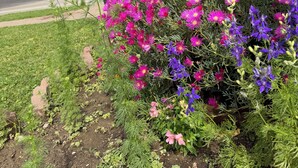 En have med lyserøde og lilla blomster foran en bygning med en stenfassade.