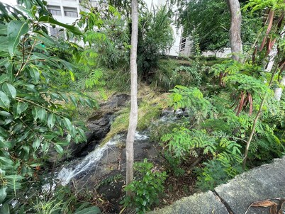 Urban oasis in heart of city-large yard