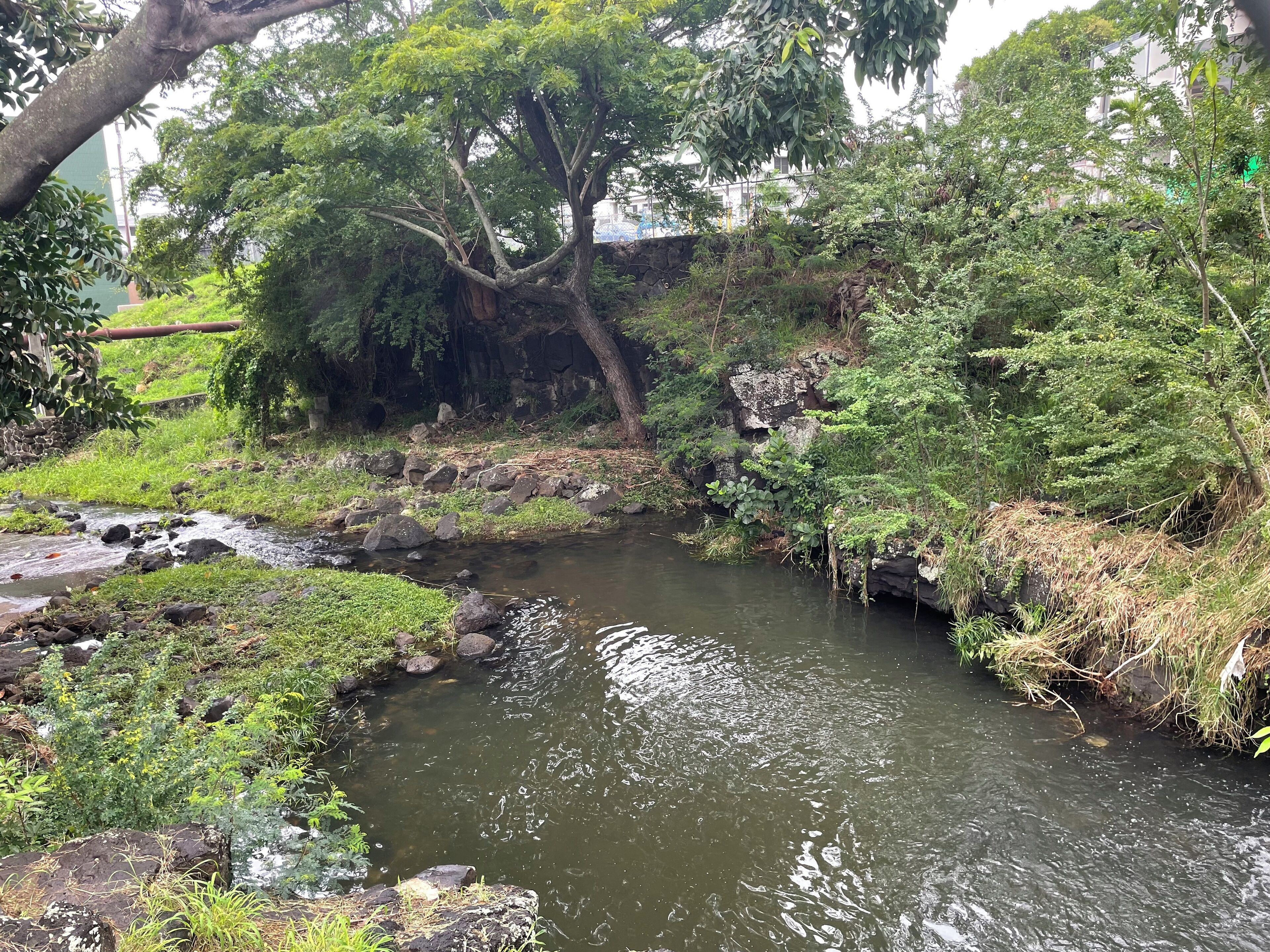A serene natural setting with a stream, lush greenery, and a large tree.