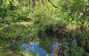 A natural landscape with a water body surrounded by dense greenery and trees.