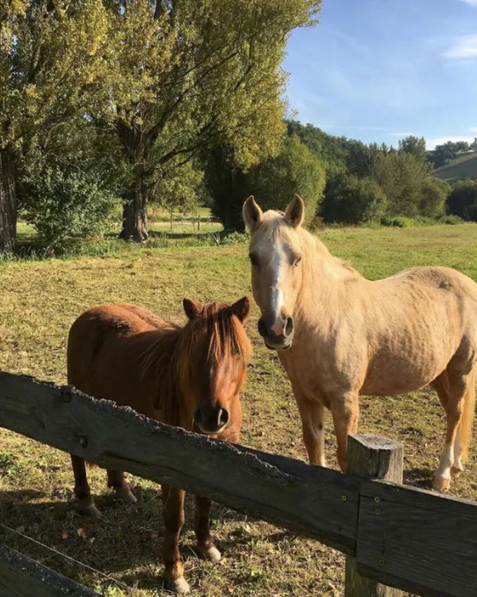 Dos caballos en un pastizal cercado, con árboles y colinas al fondo.
