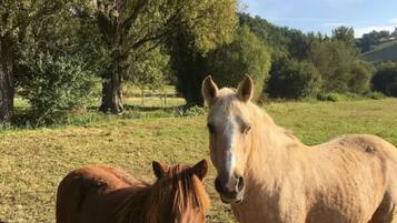 Dos caballos en un pastizal cercado, con árboles y colinas al fondo.