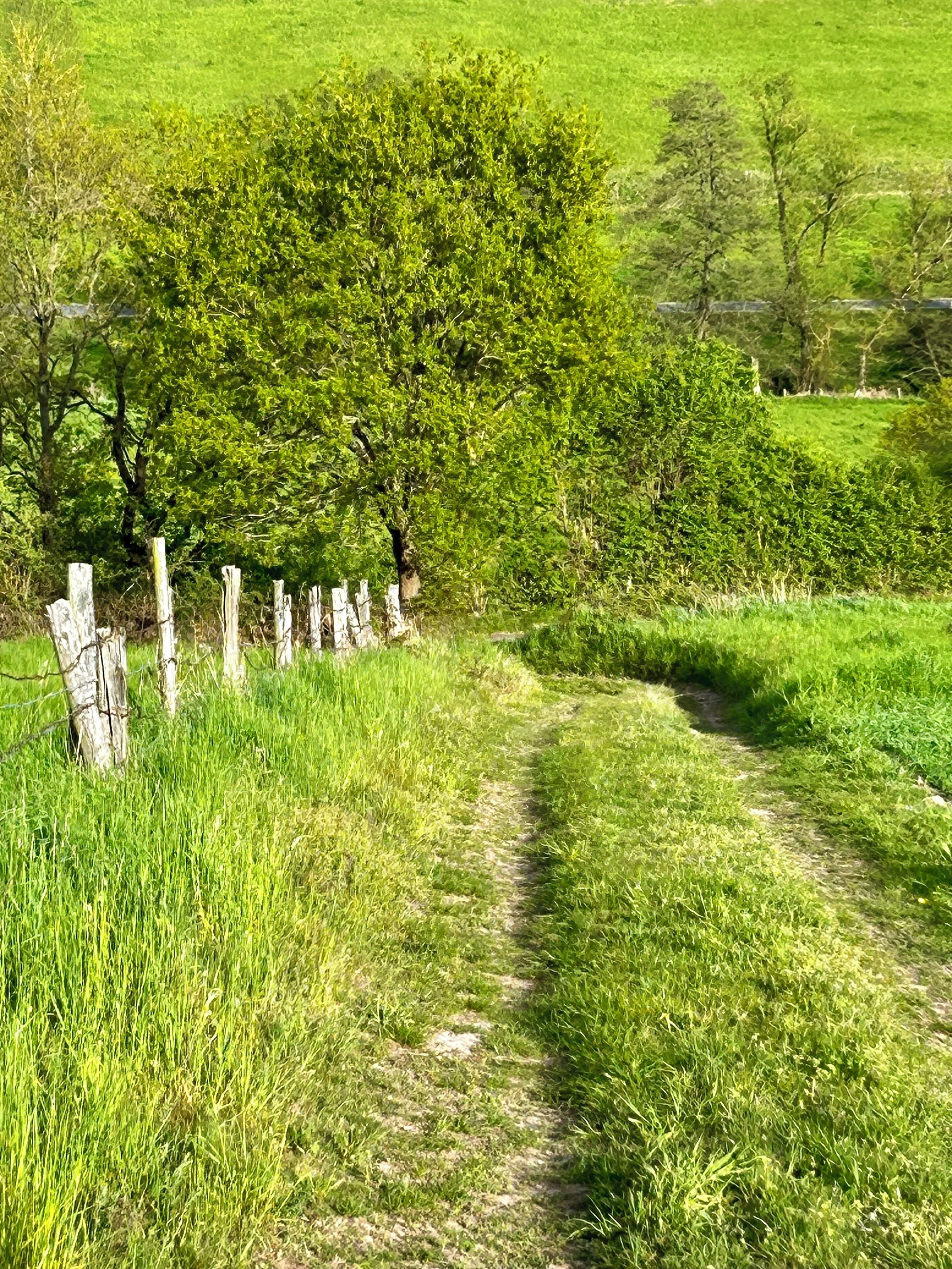 Uma trilha rural com uma cerca de um lado e árvores ao fundo.