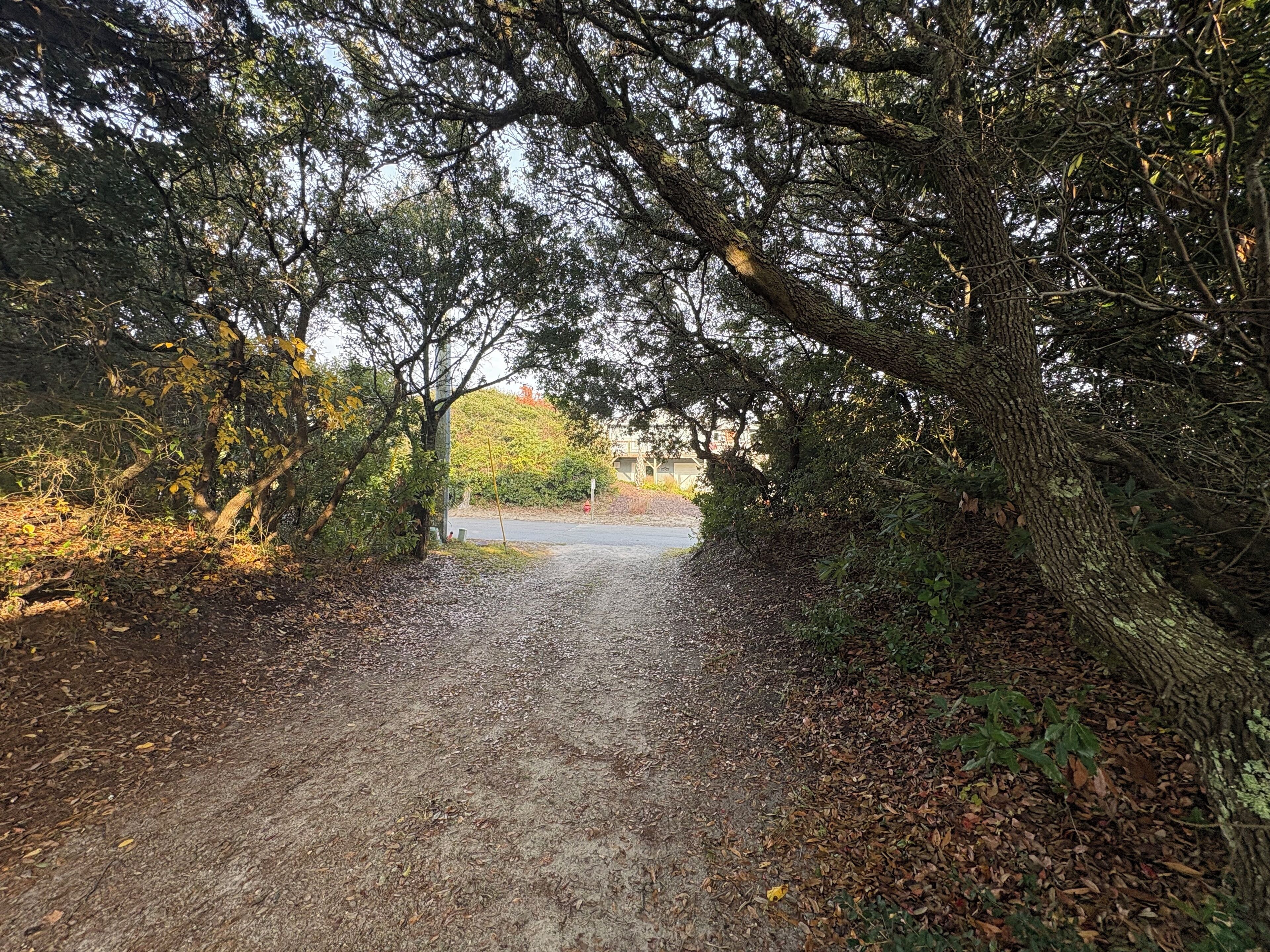 A gravel path flanked by trees and foliage, leading to a distant building.