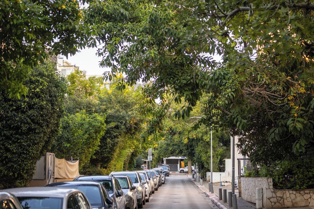 A row of parked cars along a tree-lined street with a building in the background.