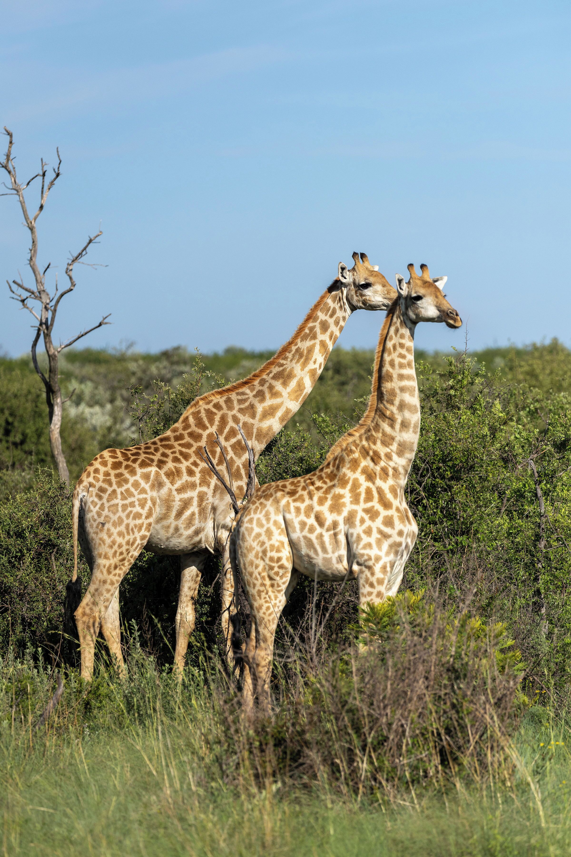Safari