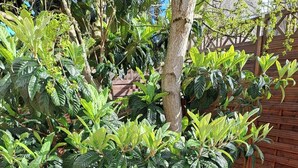 Ein runder Pflanztopf mit Baum und umgebendem Grün.