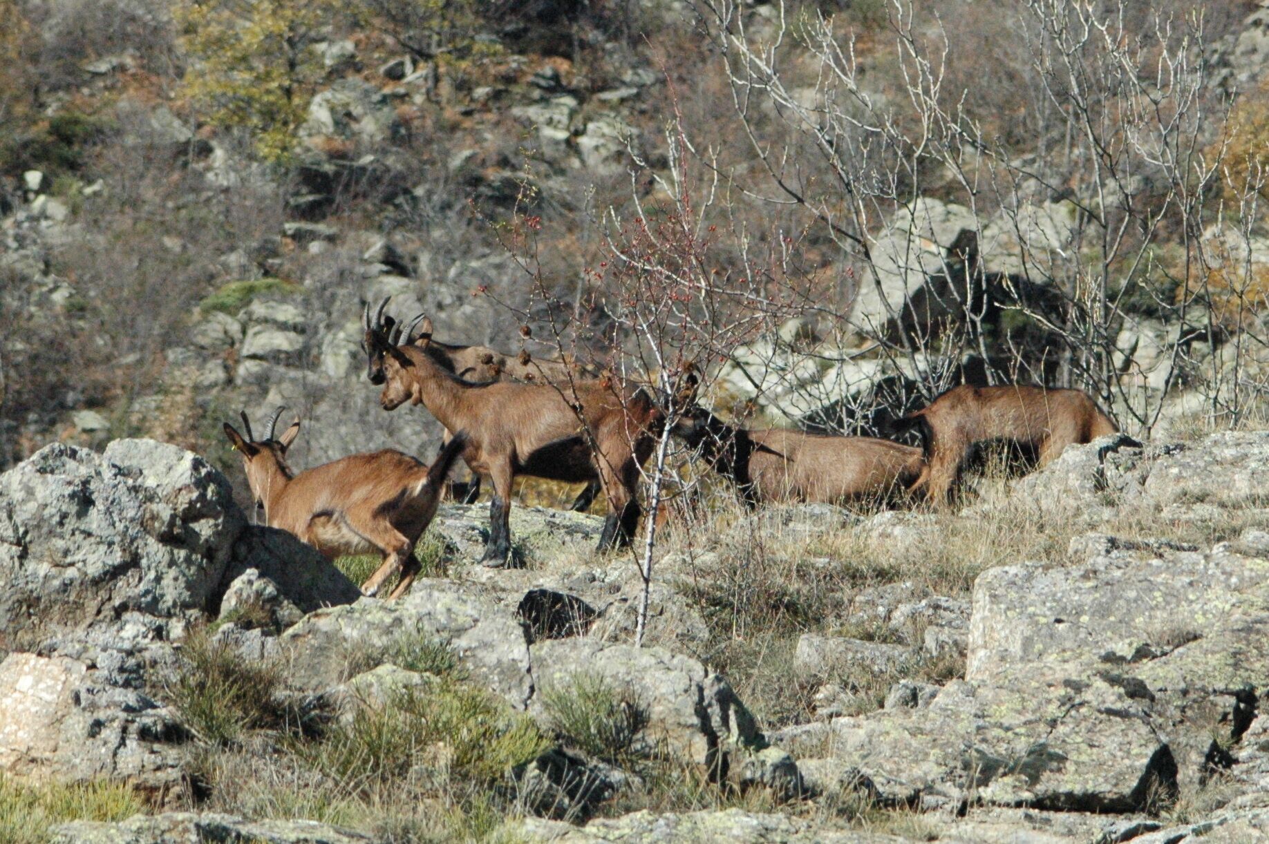 A group of deer in a rocky, natural landscape.