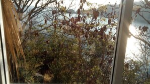 A view through a window with bare trees and a body of water in the background. - Casa Wow "Blue Apartment," where you will wake up to incredible views! (Puerto Ángel)