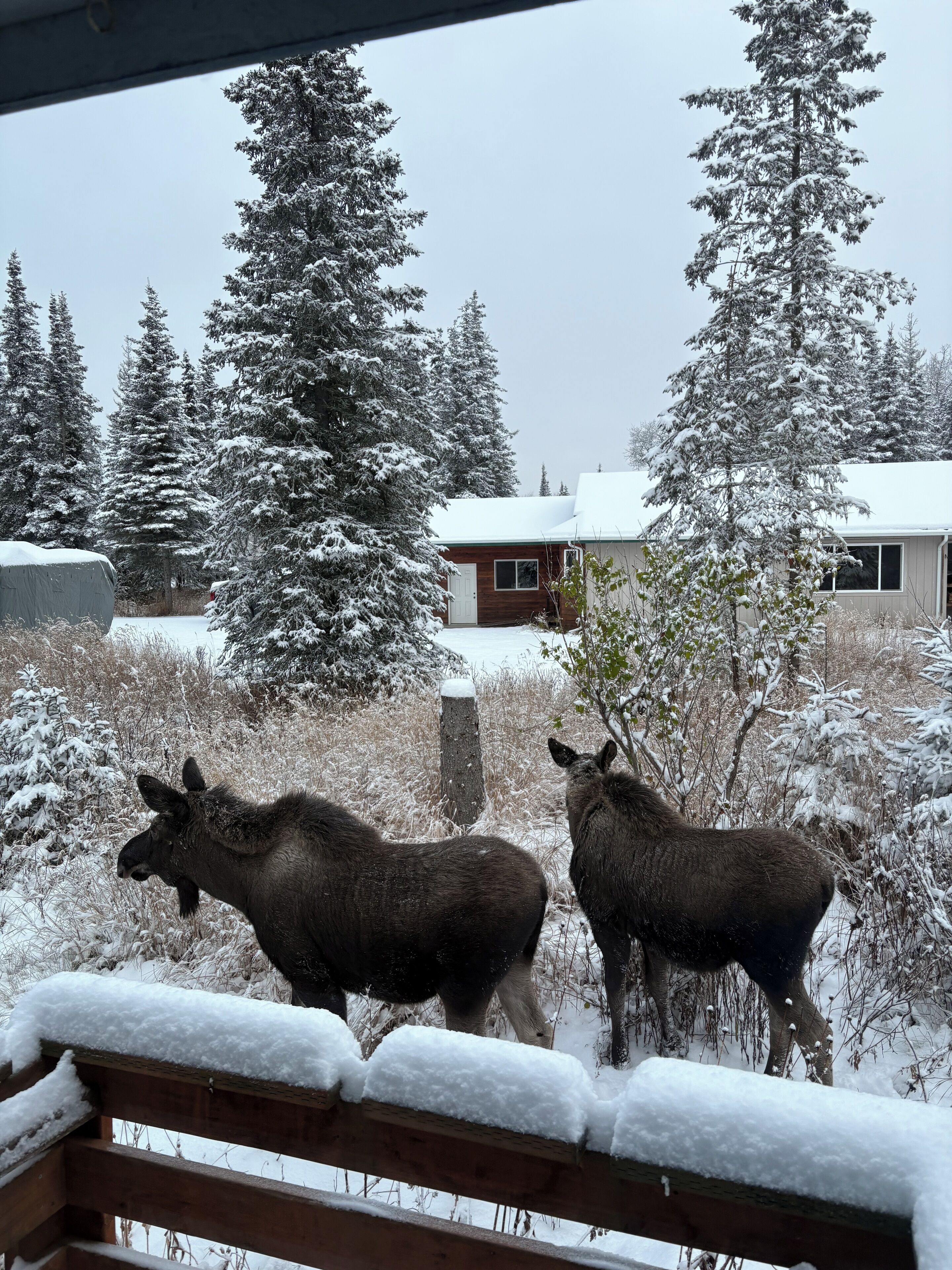 Moose visitors in the backyard