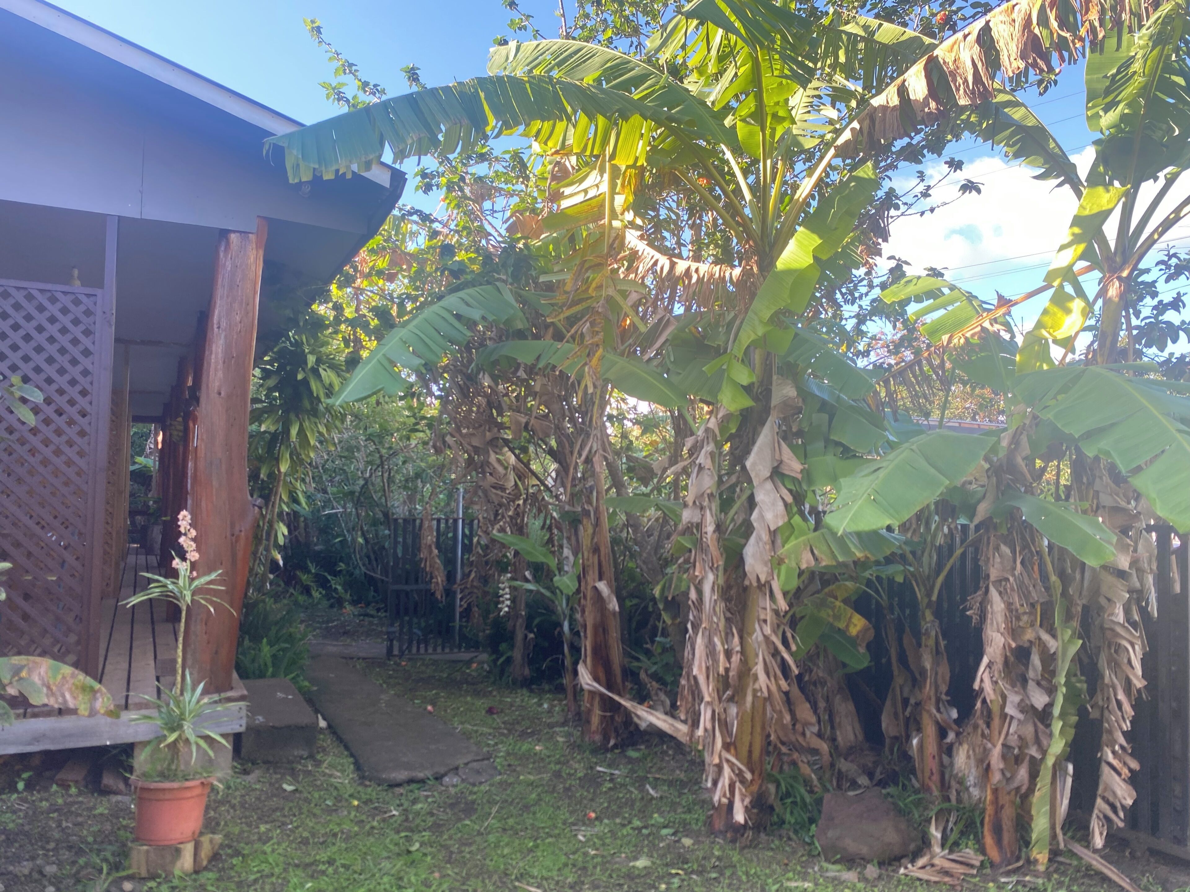 A garden with a wooden structure, a potted plant, and banana trees.