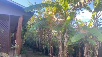 A garden with a wooden structure, a potted plant, and banana trees.