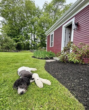 A house with a red exterior, a grassy yard, and a dog lying on the grass.