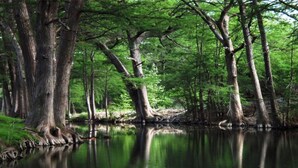 Eine friedliche Waldszene mit einem ruhigen Fluss, der die Bäume spiegelt.