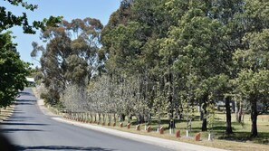 Une route bordée d’arbres et un trottoir.