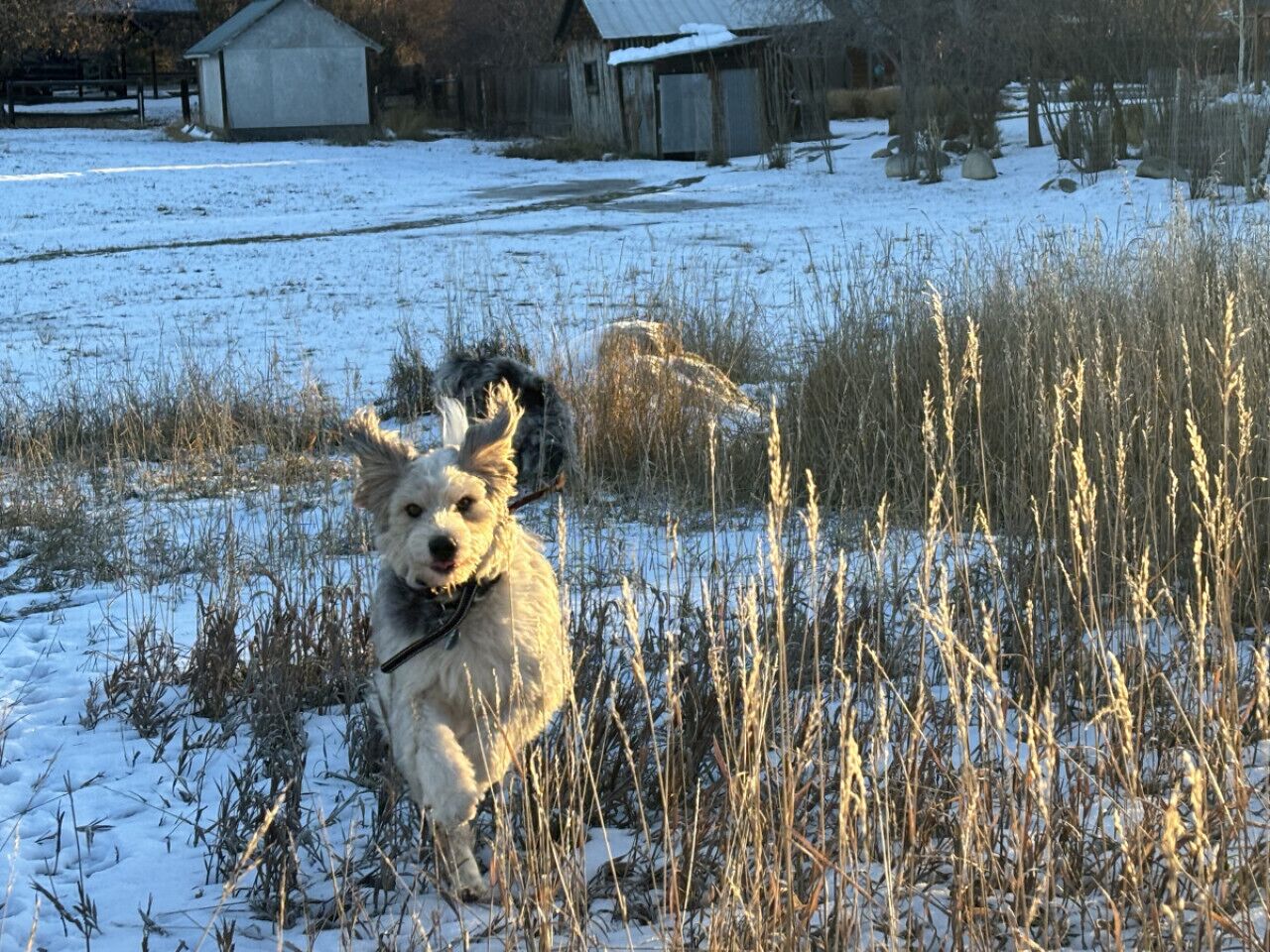 Un perro en un campo nevado con un granero y una casa al fondo.