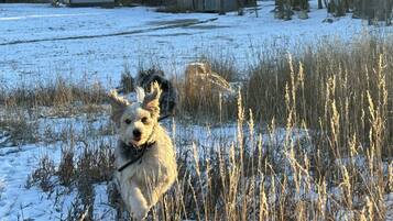Un perro en un campo nevado con un granero y una casa al fondo.