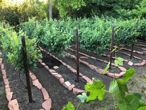 A garden with rows of grapevines, brick pathways, and wooden posts. - 6-Bedroom Tudor in the Historic District (Salt Lake City)
