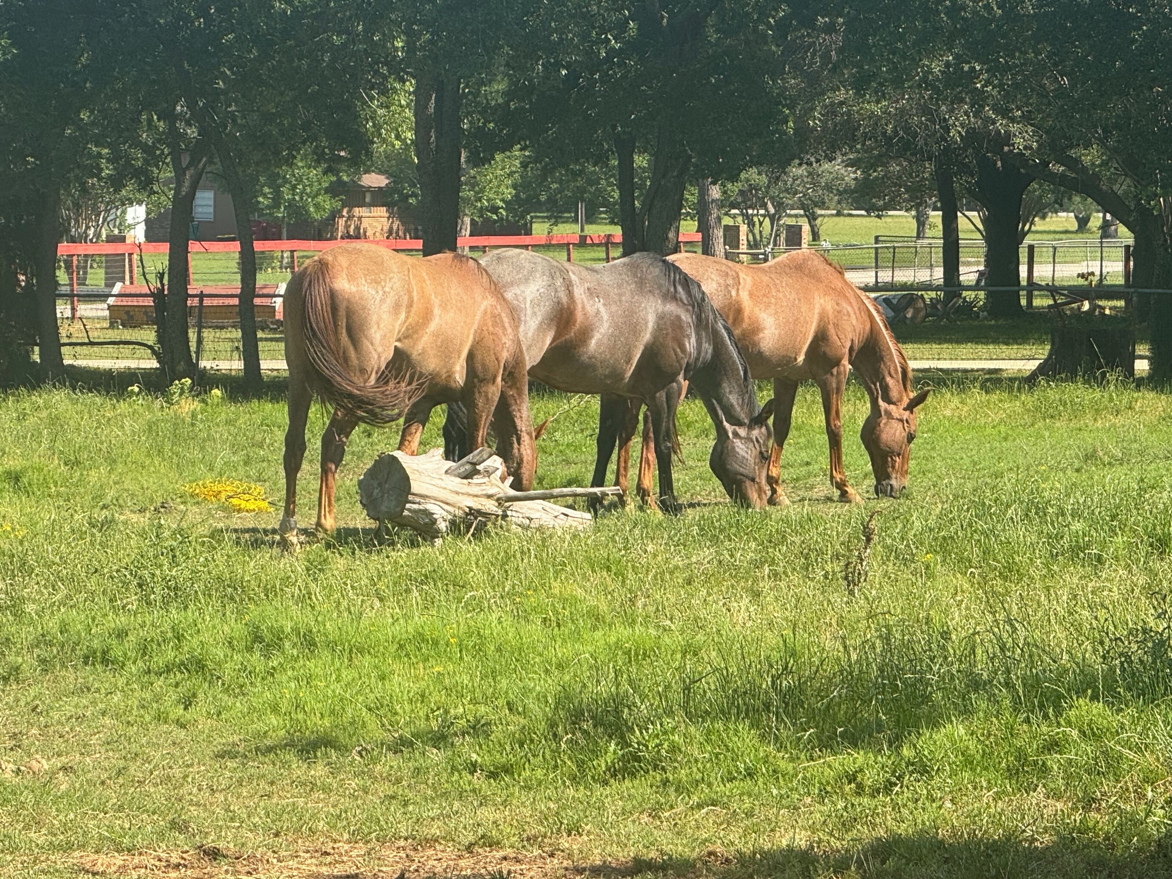 Un espace extérieur clôturé où l’on peut voir des chevaux brouter.