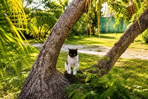 A cat sitting on a tree branch in a grassy area with trees and a fence in the background. - Kaz A Doudou La – 2-bedroom apartment with terrace and garden, tropical calm (Saint-François)