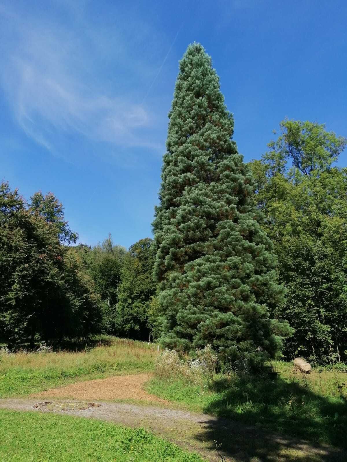 Un grand arbre à feuilles persistantes, de forme conique, qui se dresse dans un environnement naturel sous un ciel dégagé.