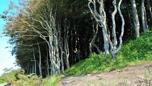 A dirt path leading through a forest with tall trees. - At the small mill pond - central quiet location with parking and bicycles (Flensburg)