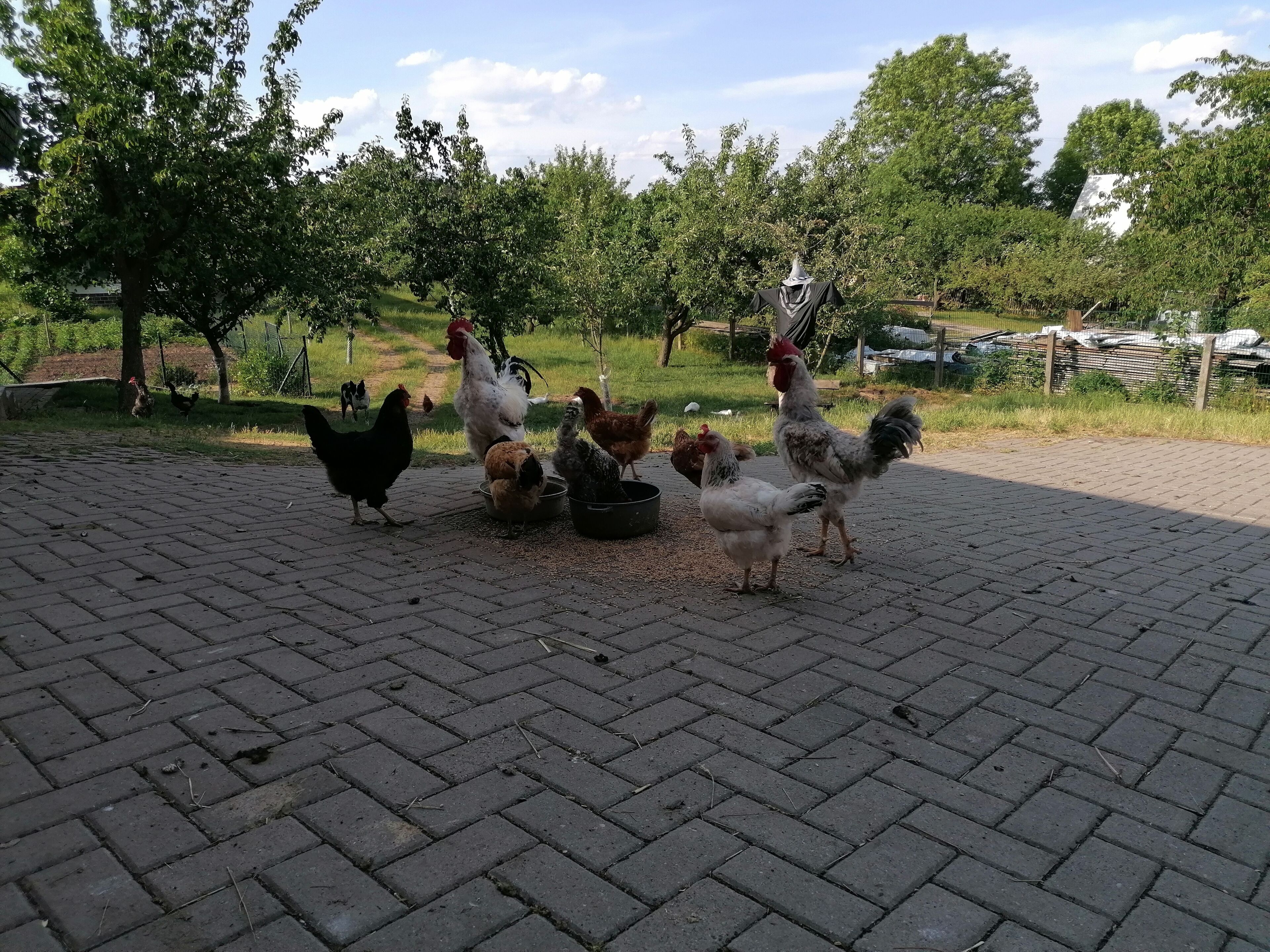 A paved area with chickens and roosters.