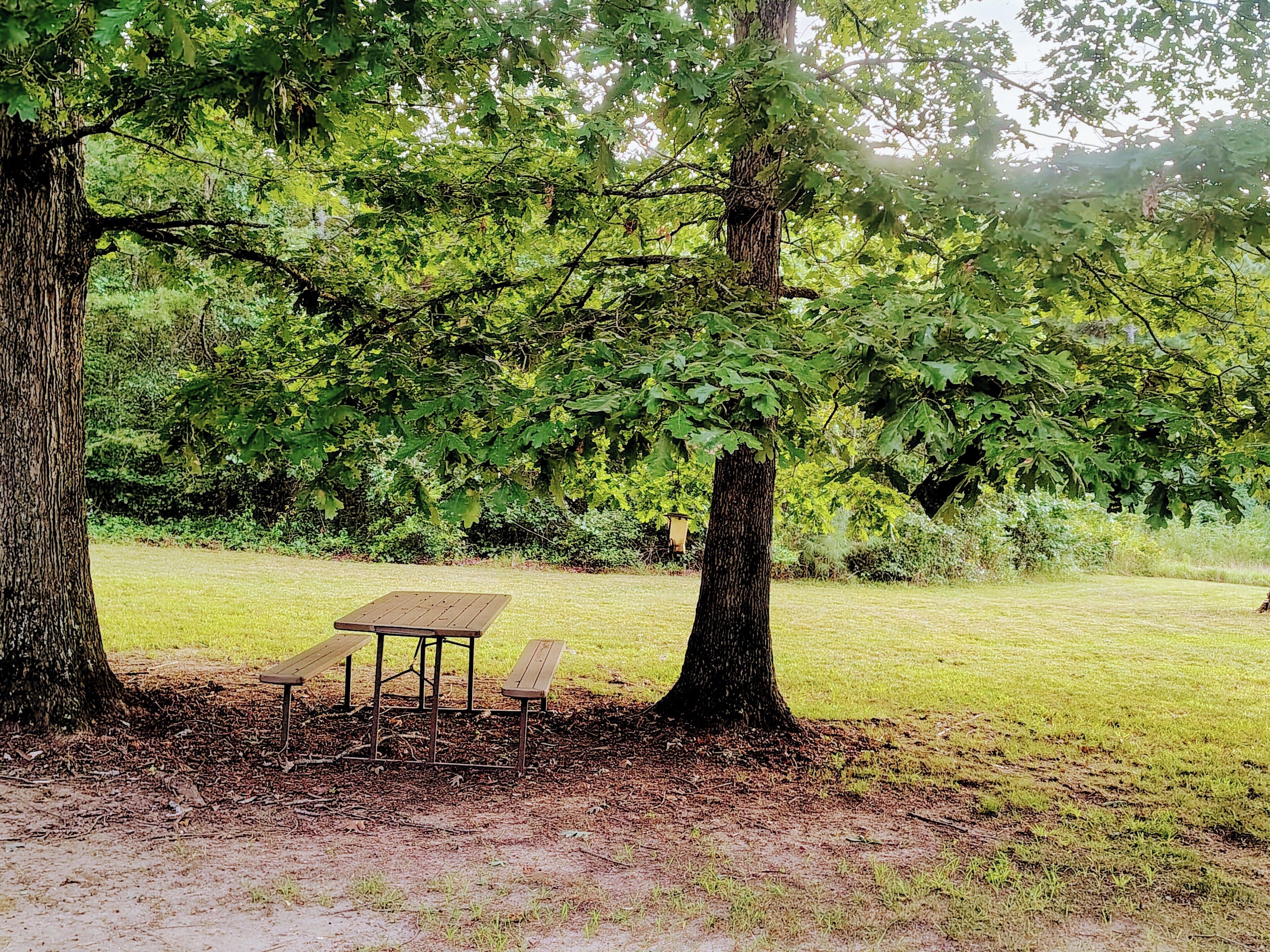 Une table de pique-nique sous un grand arbre, dans un parc.