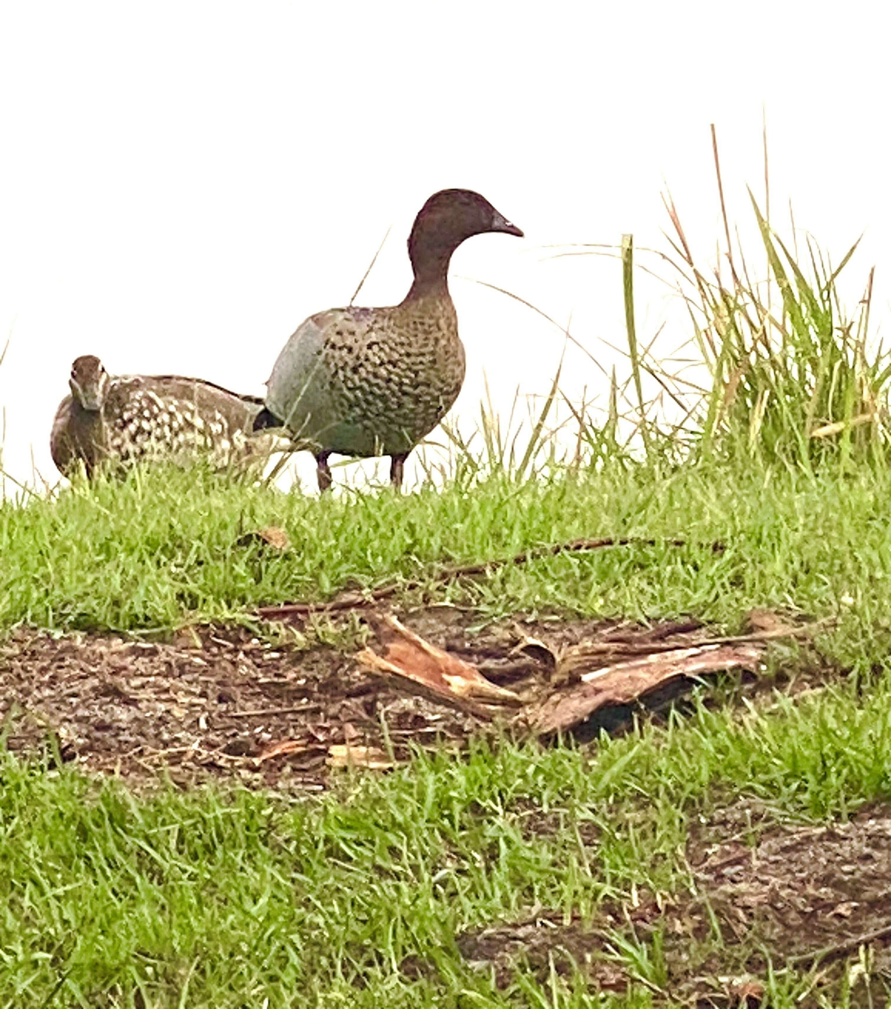 Un pájaro posado sobre césped con una hoja en el suelo.