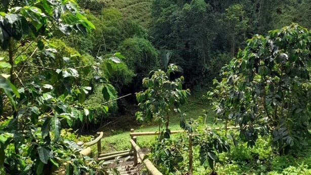 Property grounds - El Rosal Cabin (Filandia)