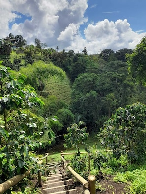 Property grounds - El Rosal Cabin (Filandia)