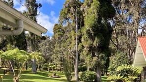 A well-maintained garden with a variety of trees and shrubs, a lawn, and a building with a red roof. - Serene country home in charming Volcano Village near the Volcano National Park. (Volcano)