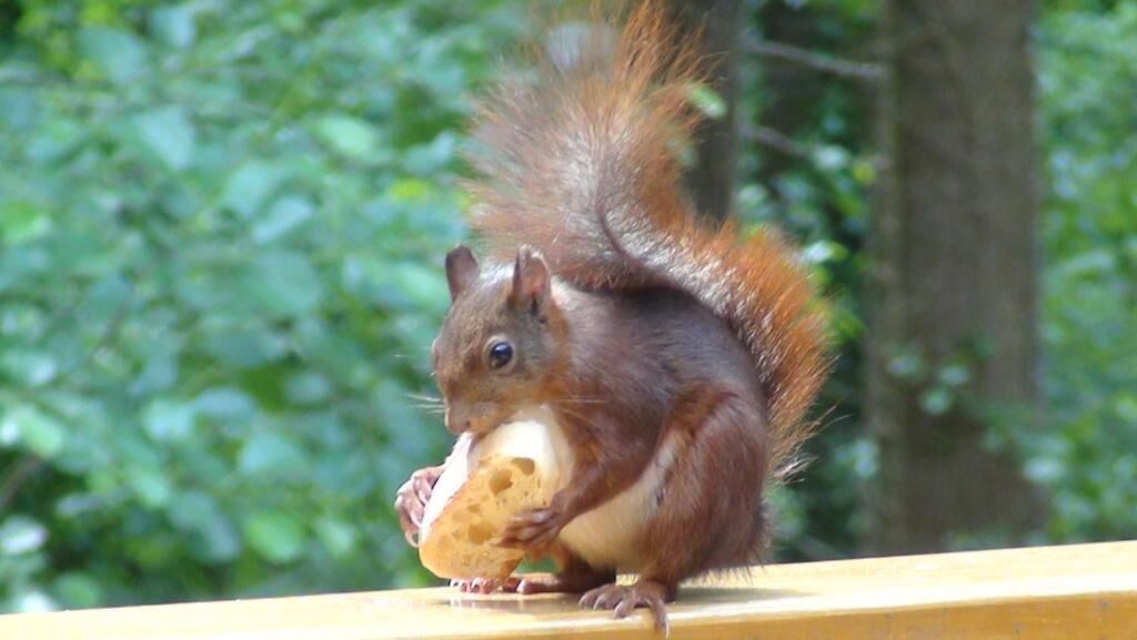 A squirrel holding a loaf of bread.