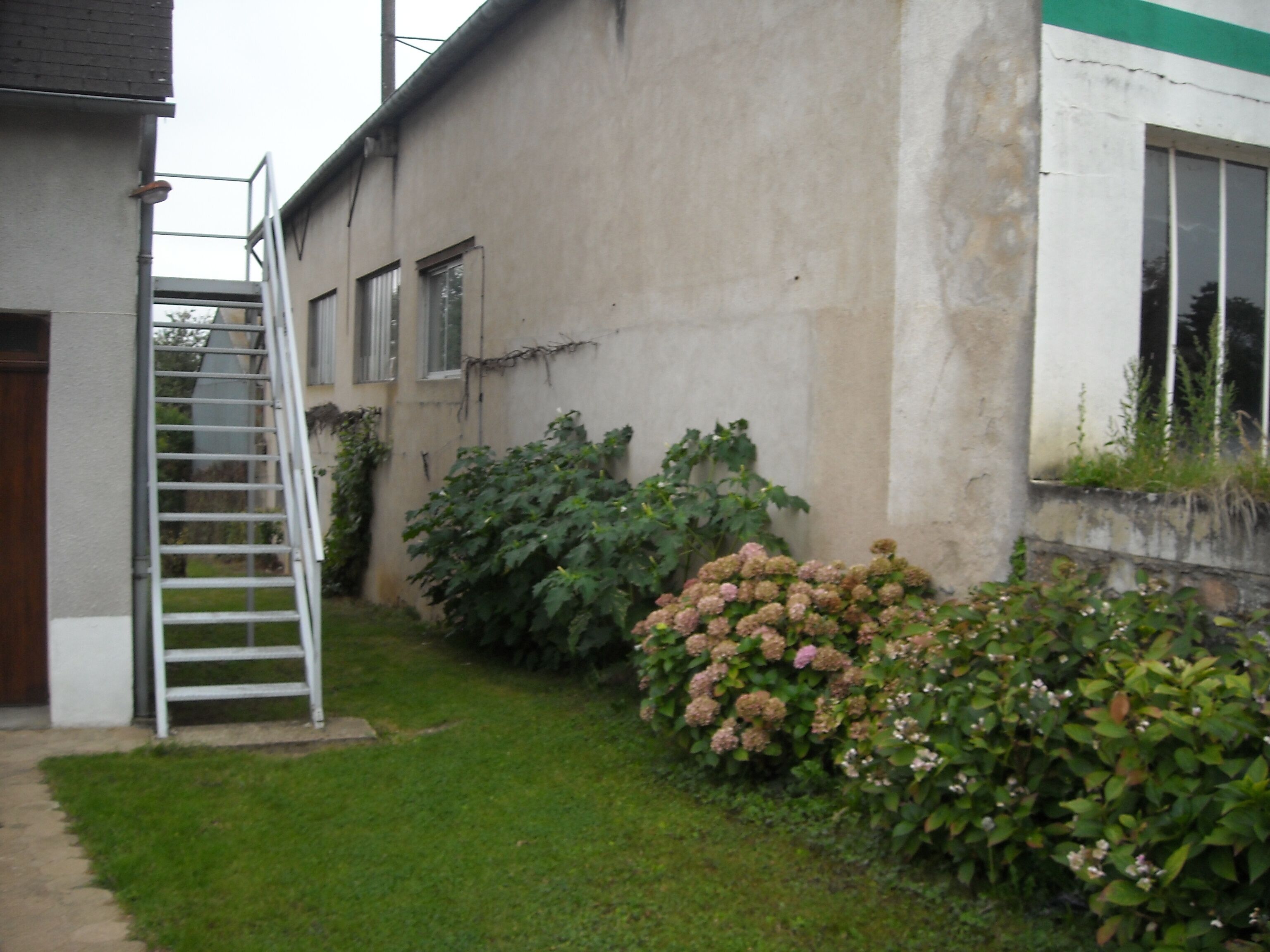 A building with a concrete exterior, a white door, and a metal ladder leading to a small window. There are green bushes and pink flowers in front of the building.