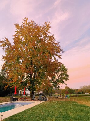Pool - Modern Farmhouse with Pool. Close to Breweries & Wineries. (Charlottesville)